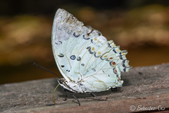 Polyura delphis