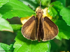 Cymaenes limae