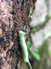 Marumba cristata bukaiana