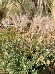Atriplex paludosa paludosa