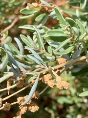 Atriplex paludosa paludosa