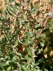 Atriplex paludosa paludosa