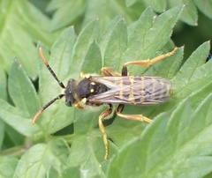 Nomada goodeniana