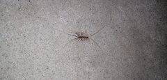 Scutigera coleoptrata