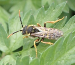 Nomada goodeniana