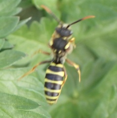 Nomada goodeniana
