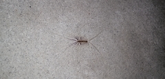 Scutigera coleoptrata