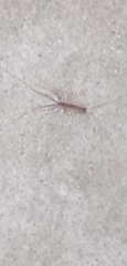 Scutigera coleoptrata