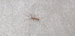 Scutigera coleoptrata