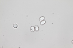 Amanita mairei