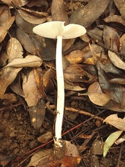 Amanita mairei