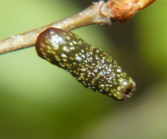 Amphibolips ellipsoidalis