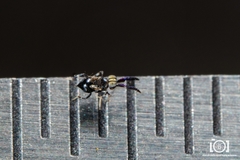 Ceraptroceroideus