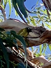 Nesoptilotis leucotis leucotis