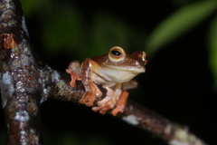 Rhacophorus pardalis