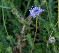 Jasione