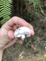 Boletus semigastroideus