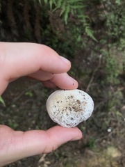 Boletus semigastroideus