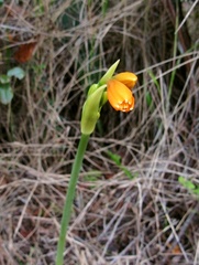 Stenomesson aurantiacum