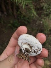 Boletus semigastroideus