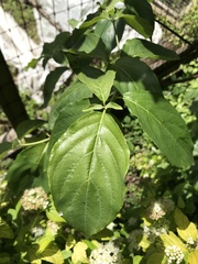 Cornus nuttallii