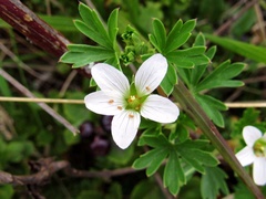 Geranium diffusum