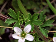 Geranium diffusum