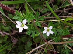 Geranium diffusum