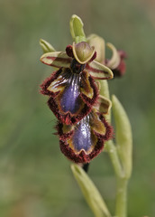 Ophrys speculum