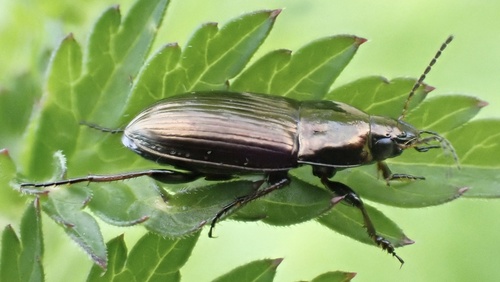 Common Sun Beetle, Boezemweg, Lexmond, South Holland, NL, photo 7 of 10