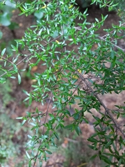 Coprosma microcarpa