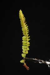 Polystichum kruckebergii