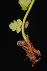 Polystichum kruckebergii