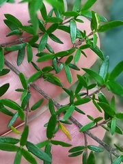 Coprosma microcarpa
