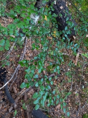 Nothofagus cliffortioides