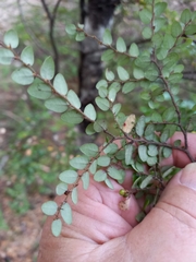 Nothofagus cliffortioides