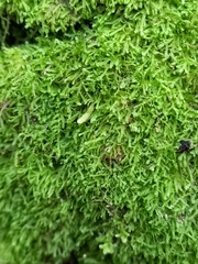 Lepidoziaceae