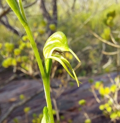 Pterostylis daintreana