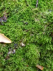 Lepidoziaceae