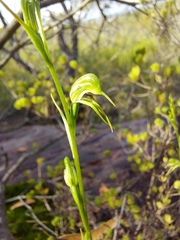 Pterostylis daintreana