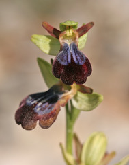 Ophrys fusca iricolor