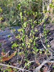 Pterostylis daintreana
