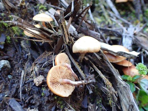 Galerina sideroides