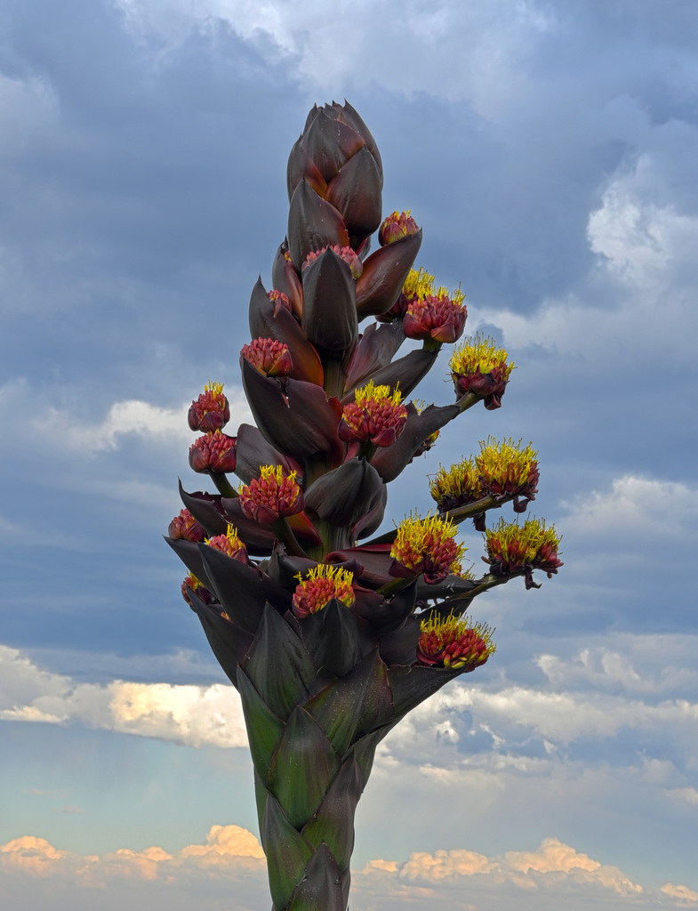 Agave gentryi, 67856 N.L., Mexico