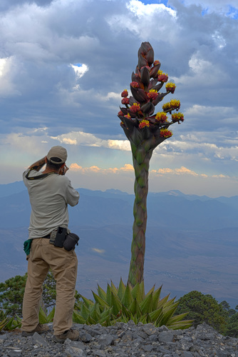 Agave gentryi