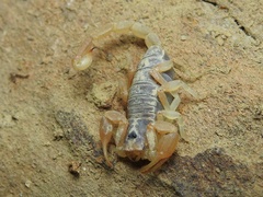 Paruroctonus gracilior