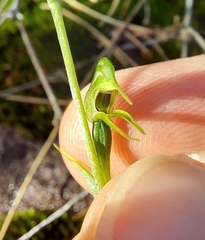 Pterostylis daintreana