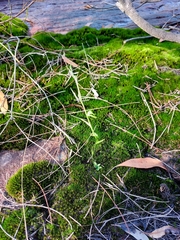 Pterostylis daintreana