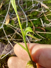 Pterostylis daintreana