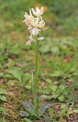 Orchis provincialis
